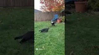 Hero Cat Saves Squirrel From Eagle Attack 🐱🦅💥 Incredible Moment! #animals #hero #nature #rescue