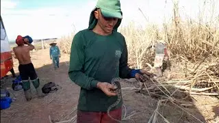 JARARACA DO RABO BRANCO, BOTHROPS LEUCURUS