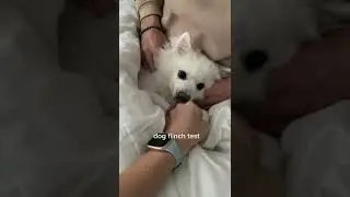 Flinch test 😅 #shorts #funny #dogs #pet #cute #prank #cat #laugh #fun