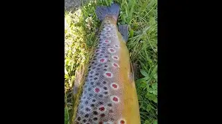 Troutfishing 2020 Oxriver & Nature Lake