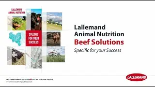 Lallemand Animal Nutrition - Canadian beef products and service solutions