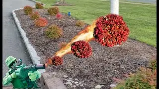Firepower Nandina: The Ultimate Winter Interest Plant!