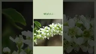 Walnut #floraisdebach