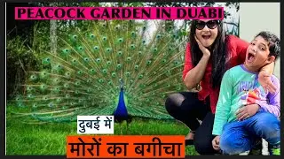 Dubai Hidden Gem|| Explore the Beauty of Peacock Garden in Dubai|| Emirates tower DIFC ||#nature