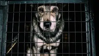 Two Dog Trying To Go Inside Cage #shorts | Funny Dogs Compilation #dogs #compilation