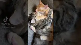 A Cute Kitty Pair Hugging a Bit! 🤣 #shorts #kitty