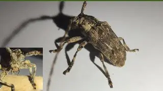 Albizia Long-horned Beetle (Coptops aedificator)