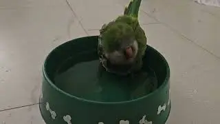 Quaker Parrot Sunny: Bathtime Boogie #quakerparrot #parliament