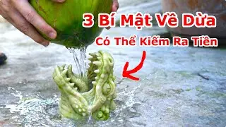 3 B&iacute; Mật Về Tr&aacute;i Dừa C&oacute; Thể Gi&uacute;p Bạn Kiếm Ra Tiền / Kẹo Dừa Đ&acirc;m Thủng Tr&aacute;i Dừa , Lựa Dừa Nhiều Nước