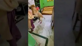 Coco's masti enjoying 😉 #dog #dogs #shorts #coco #funny #labrador #pets #animal #doglover #trending
