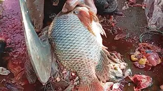 Tilapia Fish Cutting Master | Street Fish Processing ASMR