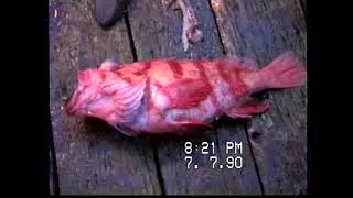 Drag fishing in Pacific Ocean in 1990.