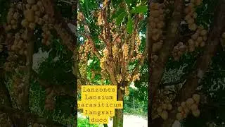 Lanzones, right time to harvest #lanzones #fruits #shorts
