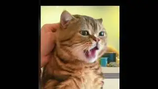 Funny pets videos 2022 - cats and dogs. Приколы с котами и собаками, милые животные.