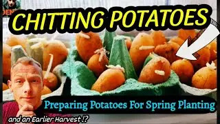 Chit Happens: How to Chit Your Spuds for Maximum Yield | Growing Potatoes at Home - Week 1