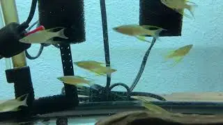 Rainbowfish: Featherfin (Iriatherina werneri)