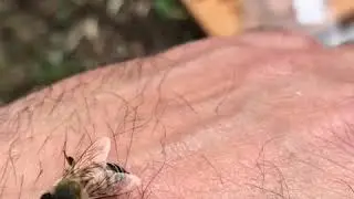 Puntura d&rsquo;ape