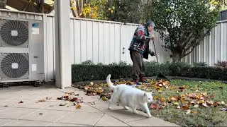 Cat Magic: Halo teman-teman dari Indonesia! Apa kabar? Terima kasih banyak atas dukungannya selalu.