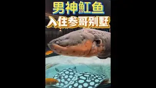 男神魟鱼、五虎上将、超级电鳗顺利入住别墅！精品龙鱼魂归印尼！ @豆爸的创业日记 #豆鱼 #豆爸先生养鱼日记 #男神魟鱼 #电鳗