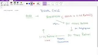Visual cycle