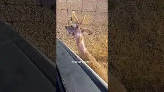 Angry Buck Gets Cut Free From A Wire Fence | The Dodo