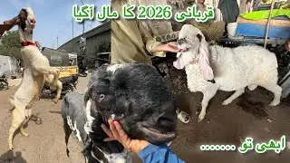 Lalukhet Sunday Bakra Mandi Latest Rates Update 25 Jan 2026 || Qurbani Season 2026