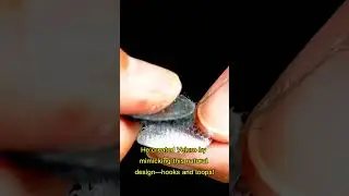 Hooked on Nature: The Fascinating Story Behind Velcro