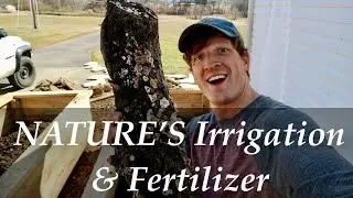 Nature's IRRIGATION and Slow-Release FERTILIZER | How I'm Filling My Raised Beds - Hugelkultur