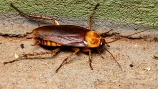 Are There Any Hidden Fees in Lebanon Pest Control Contracts?