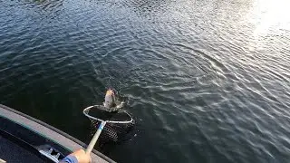 Winter trap cranking and topwater popping; plus bass with melanosis (black spots)
