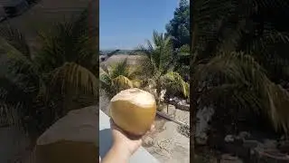 #cool #vibe💚🤍coconut#water😍#cool #shortlove