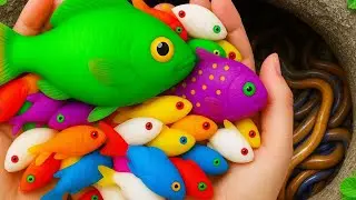 Catch Beautiful Freshwater Aquarium Fish in Flood Fields After Storm, Crayfish, Puffer Fish, Turtles