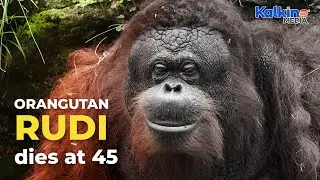 Oldest male orangutan in North America dies at Houston Zoo | Kalkine Media