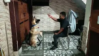 Cute German shepherd Bruno Training #gsd #dogtraining #doglover