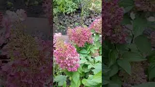 Гортензія Стробері Блоссом 05.10.25 #мійсад #garden #flowers #nature #квіти_україни #beautiful #love