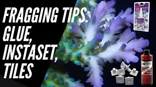 Coral Fragging Tips - Glue, Instaset & Tiles