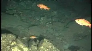 Vermilion rockfish AND Bocaccio AND Yellowtail OR Olive rockfish