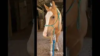 Gemini 😍 #gemini #horse #horses #cute #appendix #thoroughbred #horselover