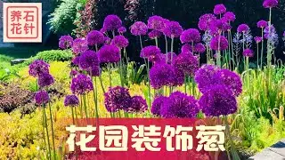 最美大葱花 - 说说花园装饰葱 - 给春天的花园带来特殊的美 - Allium giganteum (Ornamental Onion, Giant Allium)