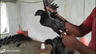 MS Nattukozli farm 9940805157   2 month  கருங் கோழி குஞ்சி விற்பனைக்கு கிடைக்கும்