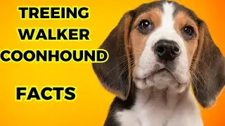 Treeing walker coonhound - Top 10 Facts