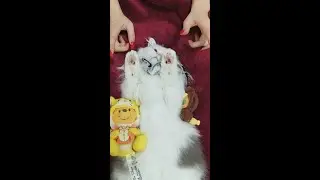 ASMR Cat Spa No Talking   Intense Ear Cleaning, Face Massage & Paw Wash Triggers 4K E23