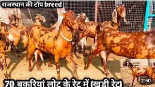 #सिरोही किसान भी नहीं देते ₹12000 में ऐसी बकरियां | visit (Rajasthan Goat Market ) ajmer 