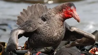 Giant Petrels: Masters of the Southern Ocean's Brutal Food Chain