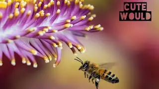 Best bee beauty & sweet sounds 1080p full HD