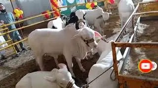 Beautiful beby cow Cow Videos Compilation #karachi #dangerous #mandi #animals #eid
