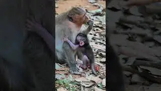 Lovely small baby monkey JESTER with great young mom JINX care #shorts