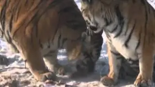 Artificial breeding saving Siberian tigers in China