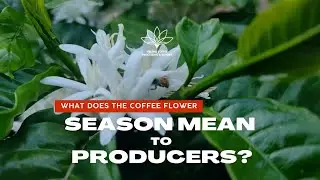 What Does The Coffee Flower Season Mean To Producers