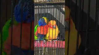 Love story starts ❤️ sun conure & lorikeet #love #pets #mumbai #usa
